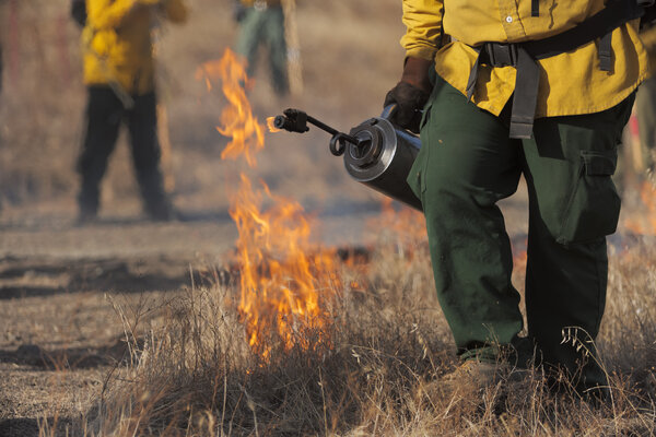 Controlled burn for forest restoration