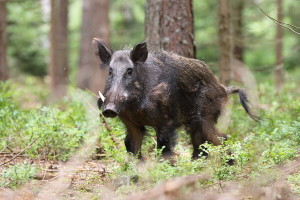 Wildlife management and control services